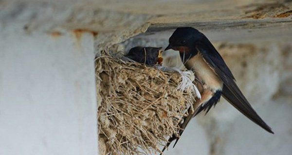 Một ngôi nhà không phù hợp để ở sẽ có 4 dấu hiệu này, rẻ mấy cũng đừng vội mua