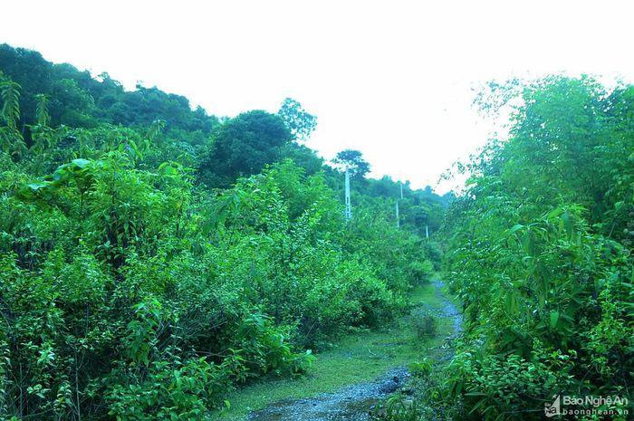 Những ngôi nhà bỏ hoang trong khu tái định cư ở miền Tây xứ Nghệ