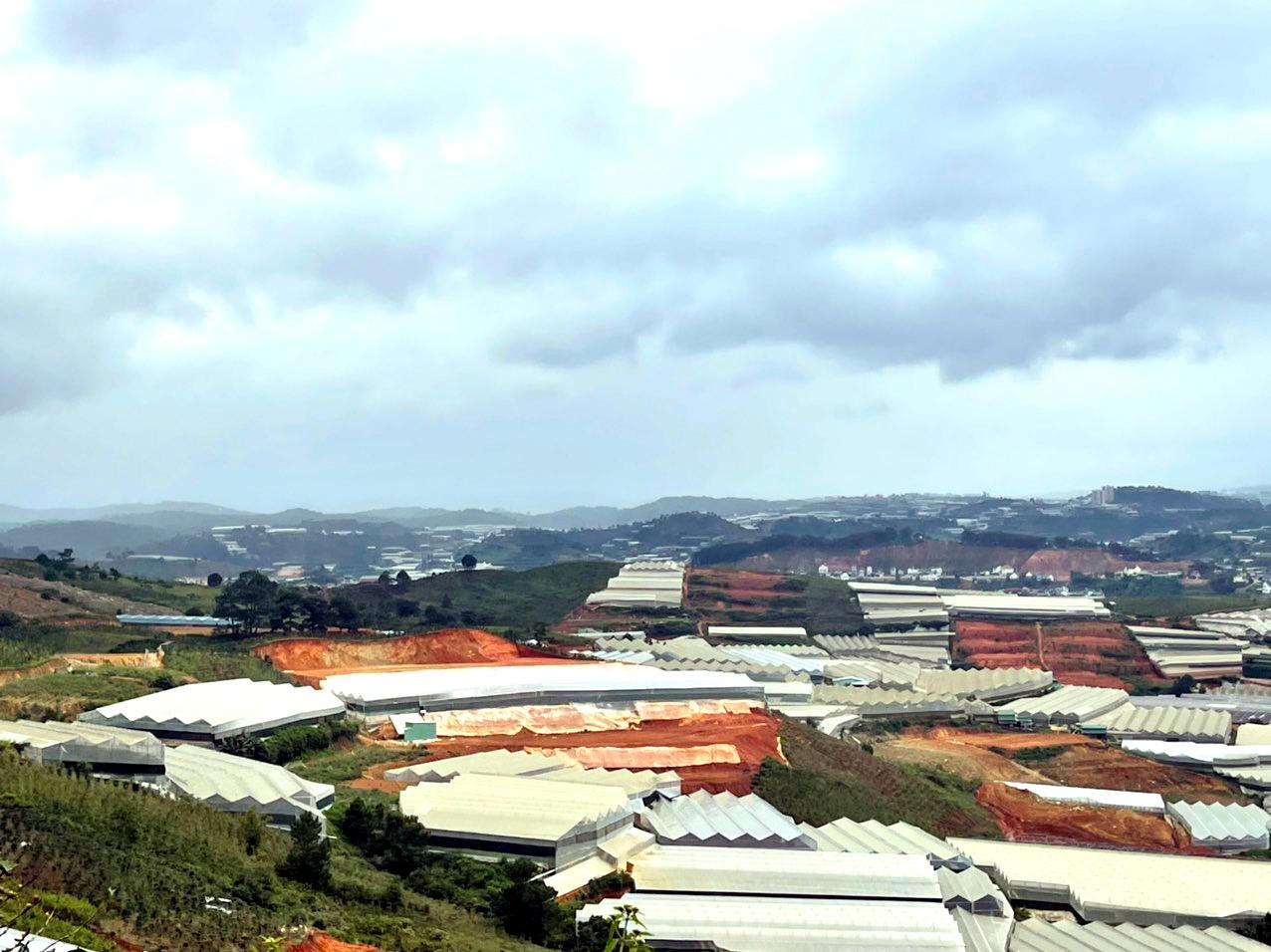 Tan hoang rừng núi Lạc Dương 