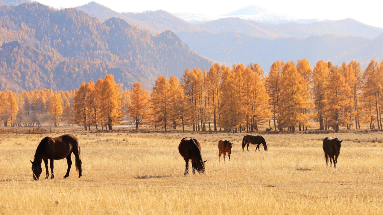 Khám phá Chuisky – Cung đường đẹp nhất nước Nga