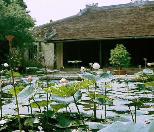 Khu vườn sinh thái cho ngôi nhà đô thị