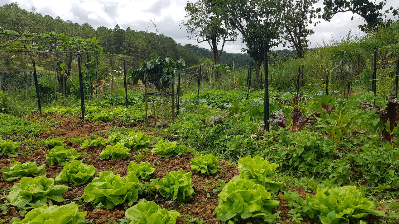 Bỏ phố về Đà Lạt dựng nhà gỗ ven rừng, YouTuber U60 làm kênh du lịch ngàn người theo dõi