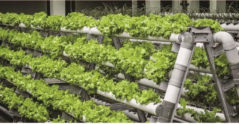 Vườn hữu dụng cho nhà bếp