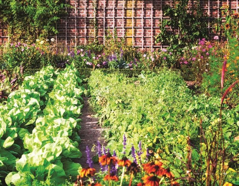 Vườn hữu dụng cho nhà bếp