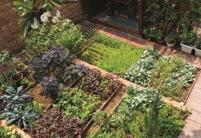 Vườn hữu dụng cho nhà bếp