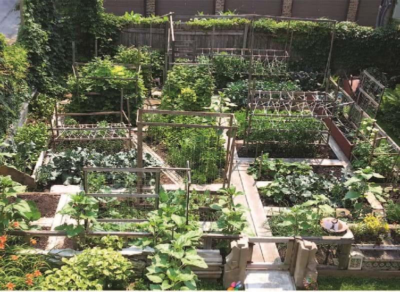 Vườn hữu dụng cho nhà bếp