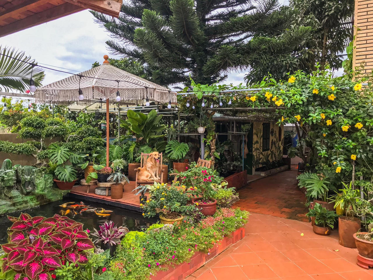 Về quê 'trốn dịch', 8x tự tay xây homestay đẹp như Đà Lạt, làm hồ cá Koi đẹp mê ly