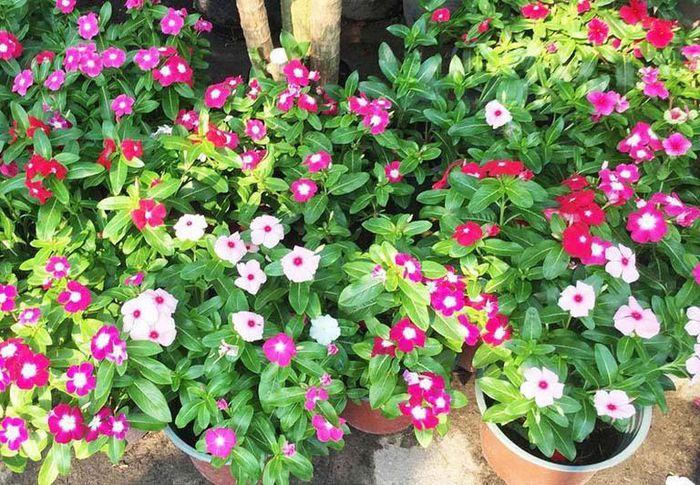 9 loại cây trang trí Tết, xua đuổi vận đen và nghênh đón tài lộc