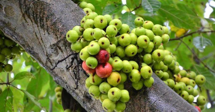 9 loại cây trang trí Tết, xua đuổi vận đen và nghênh đón tài lộc