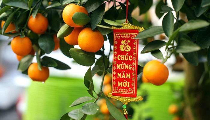 9 loại cây trang trí Tết, xua đuổi vận đen và nghênh đón tài lộc