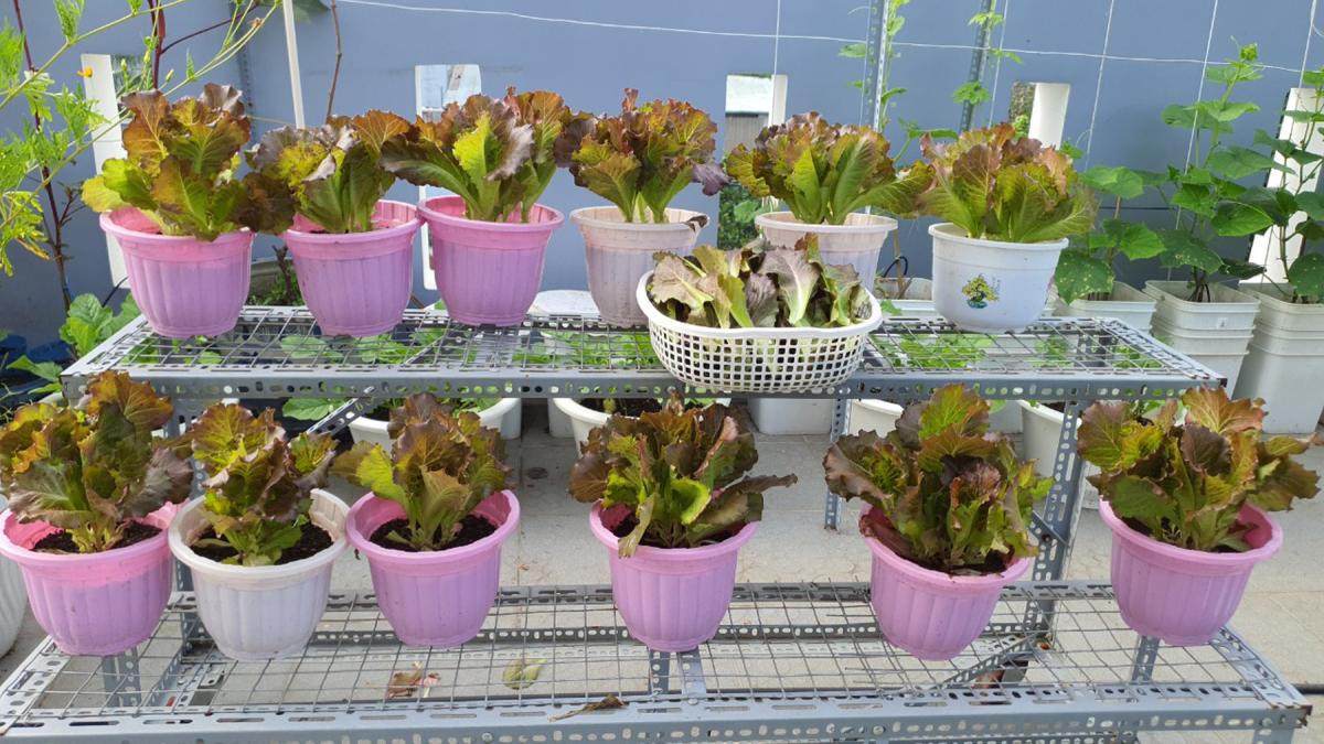 Vườn sân thượng trồng hàng chục giống rau ngoại