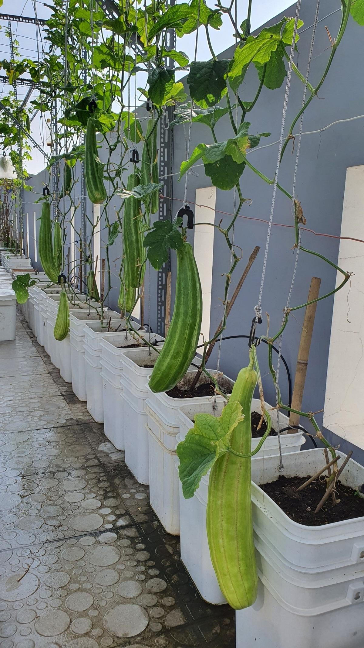 Vườn sân thượng trồng hàng chục giống rau ngoại