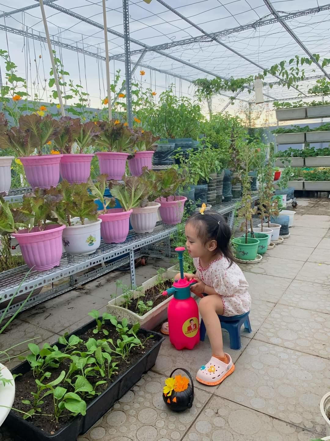 Vườn sân thượng trồng hàng chục giống rau ngoại