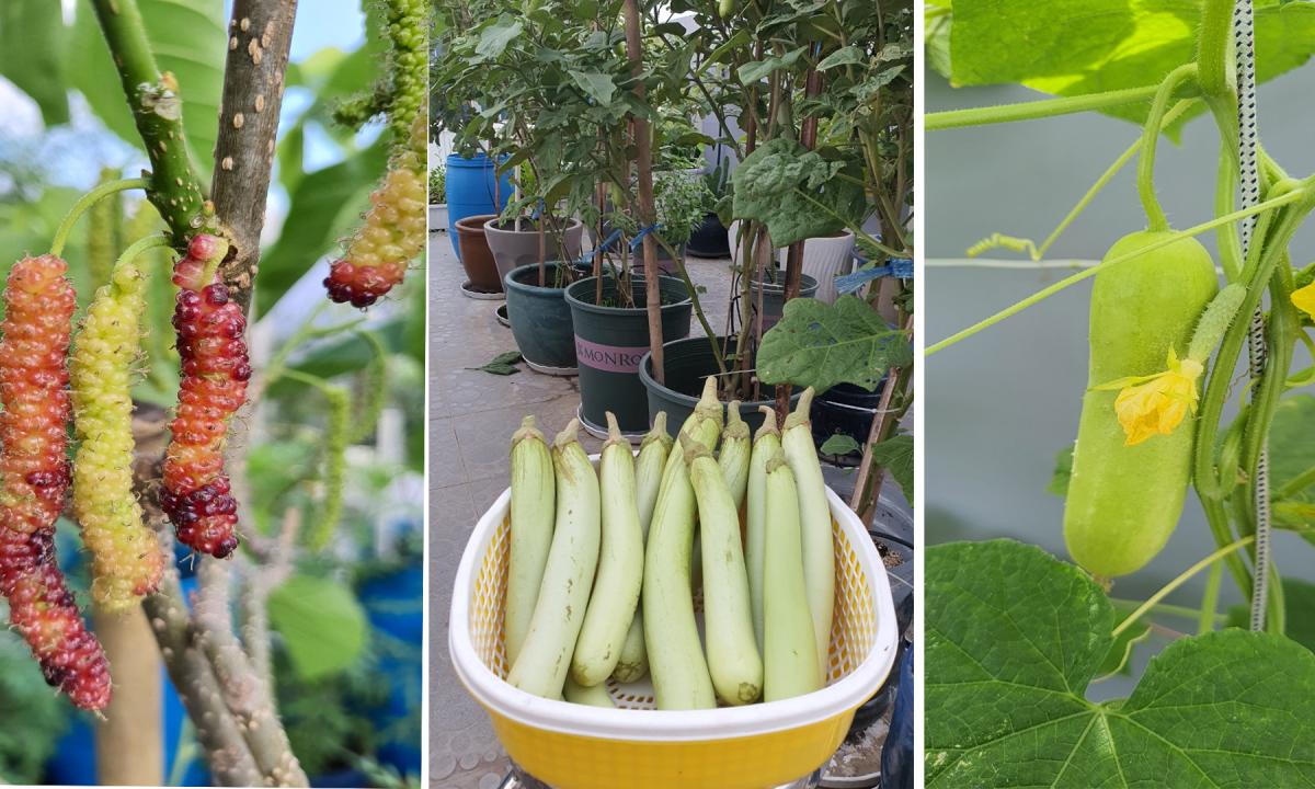 Vườn sân thượng trồng hàng chục giống rau ngoại