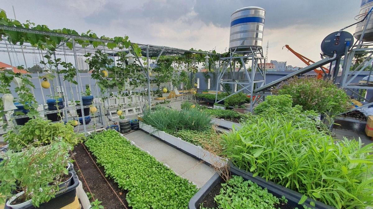 Vườn sân thượng trồng hàng chục giống rau ngoại