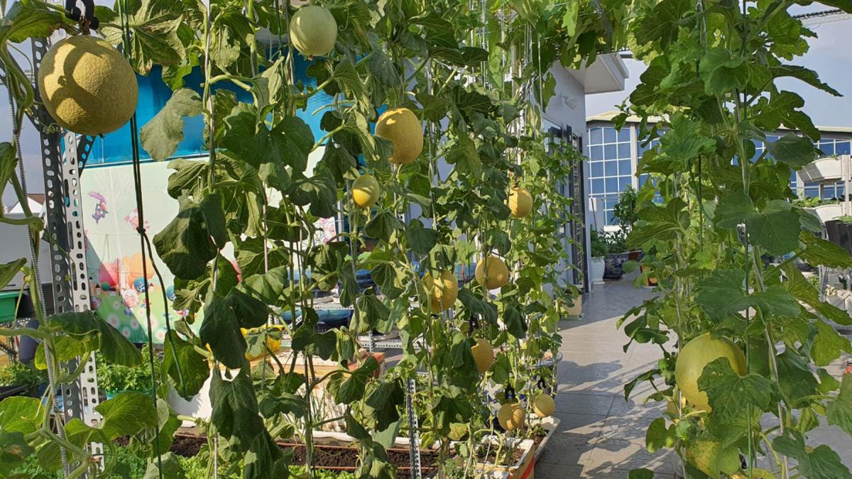 Vườn sân thượng trồng hàng chục giống rau ngoại