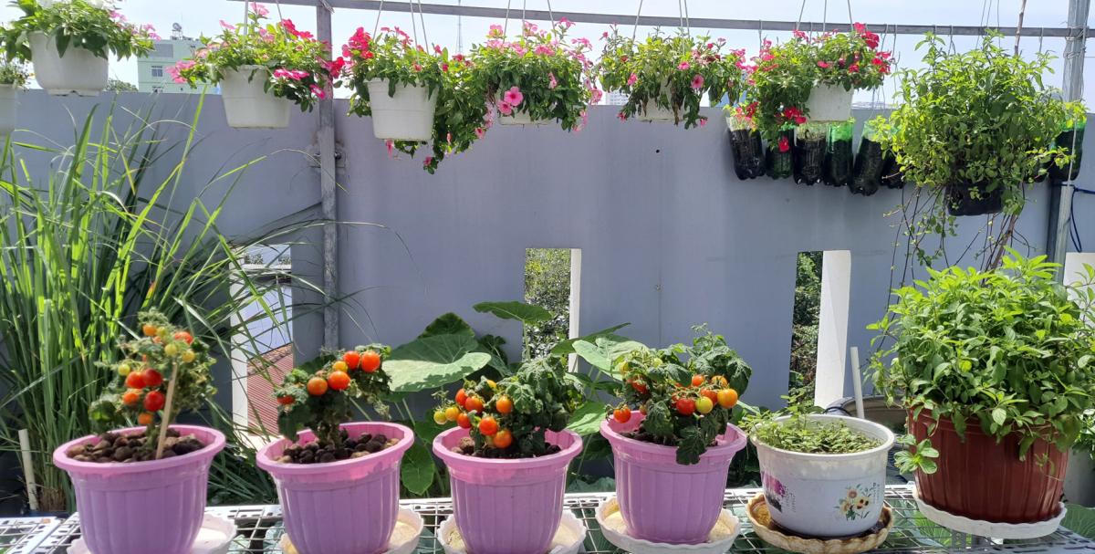 Vườn sân thượng trồng hàng chục giống rau ngoại