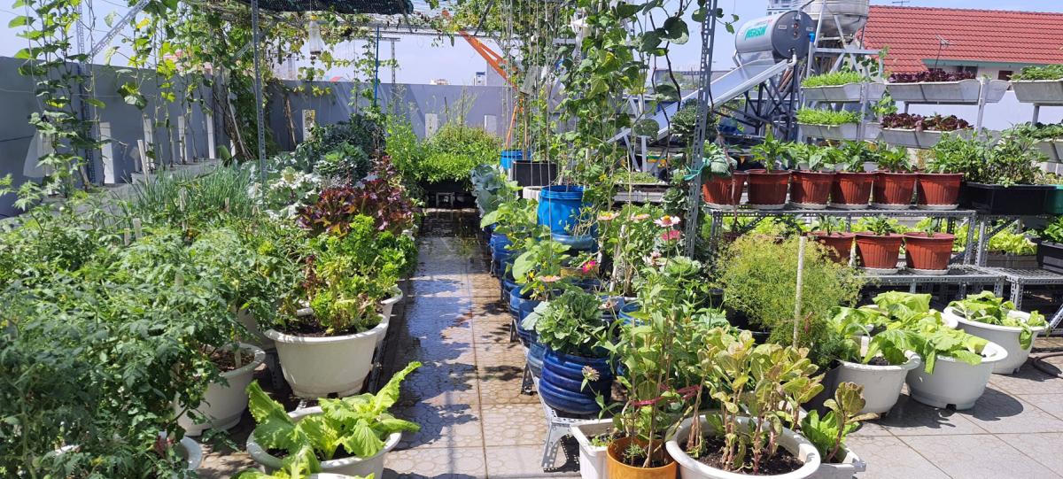 Vườn sân thượng trồng hàng chục giống rau ngoại