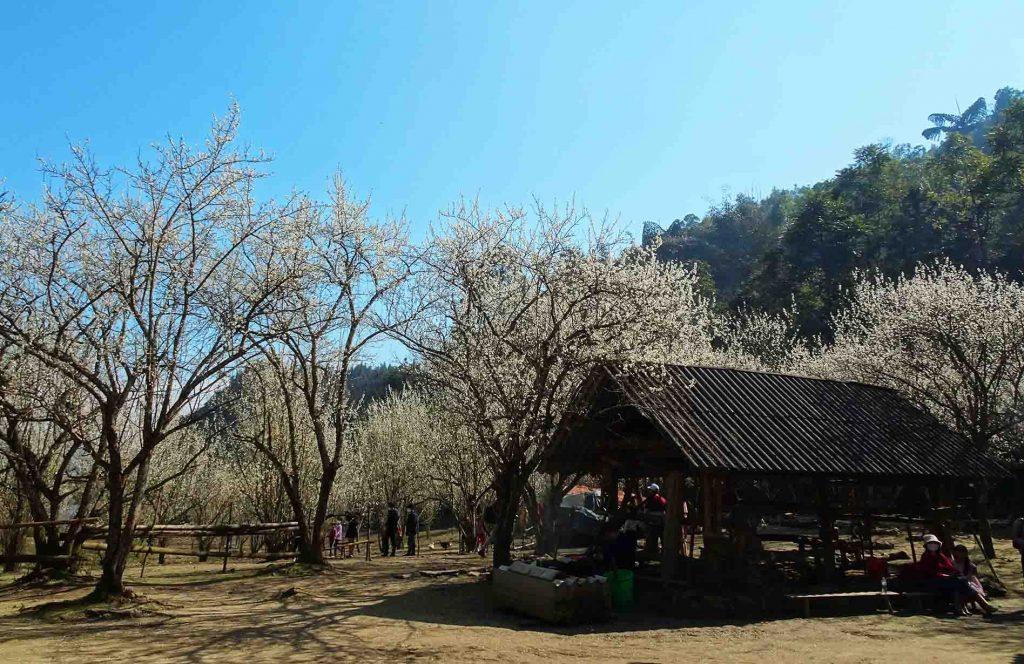 Ngắm hoa mận nở trắng trời ở Tả Van Chư