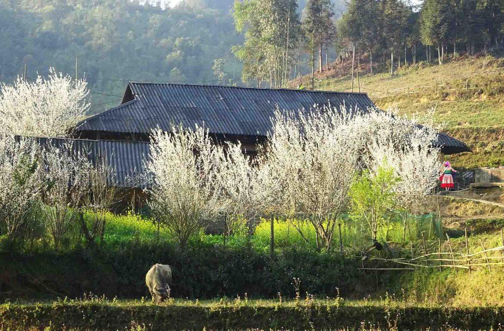 Ngắm hoa mận nở trắng trời ở Tả Van Chư