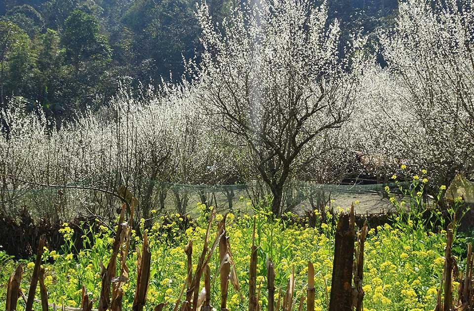 Ngắm hoa mận nở trắng trời ở Tả Van Chư