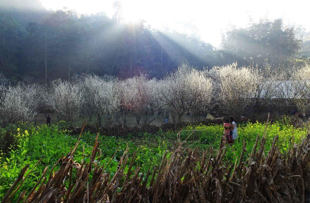 Ngắm hoa mận nở trắng trời ở Tả Van Chư