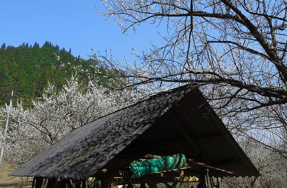 Ngắm hoa mận nở trắng trời ở Tả Van Chư