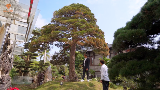 Khám phá biệt thự bạc tỷ 3.000m2 của sếp FPT: Vườn cổ thụ trăm tuổi chưa choáng bằng BST đá ngọc rải từ vườn vào nhà - Ảnh 7.