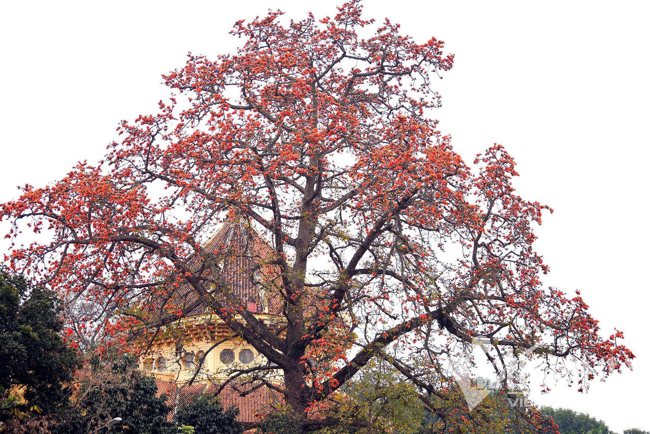 Những con đường hoa lá đẹp nhất Hà Nội tháng 3