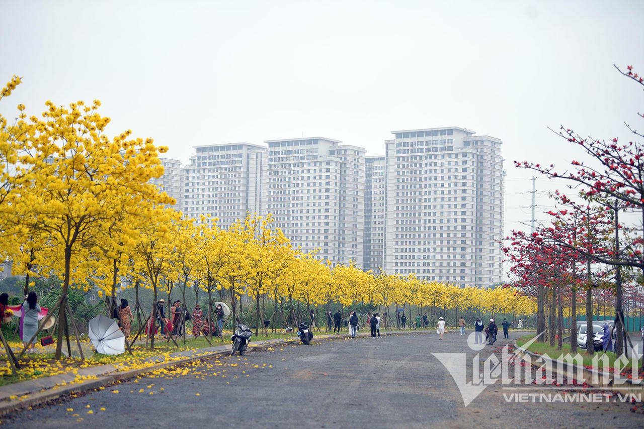 Những con đường hoa lá đẹp nhất Hà Nội tháng 3