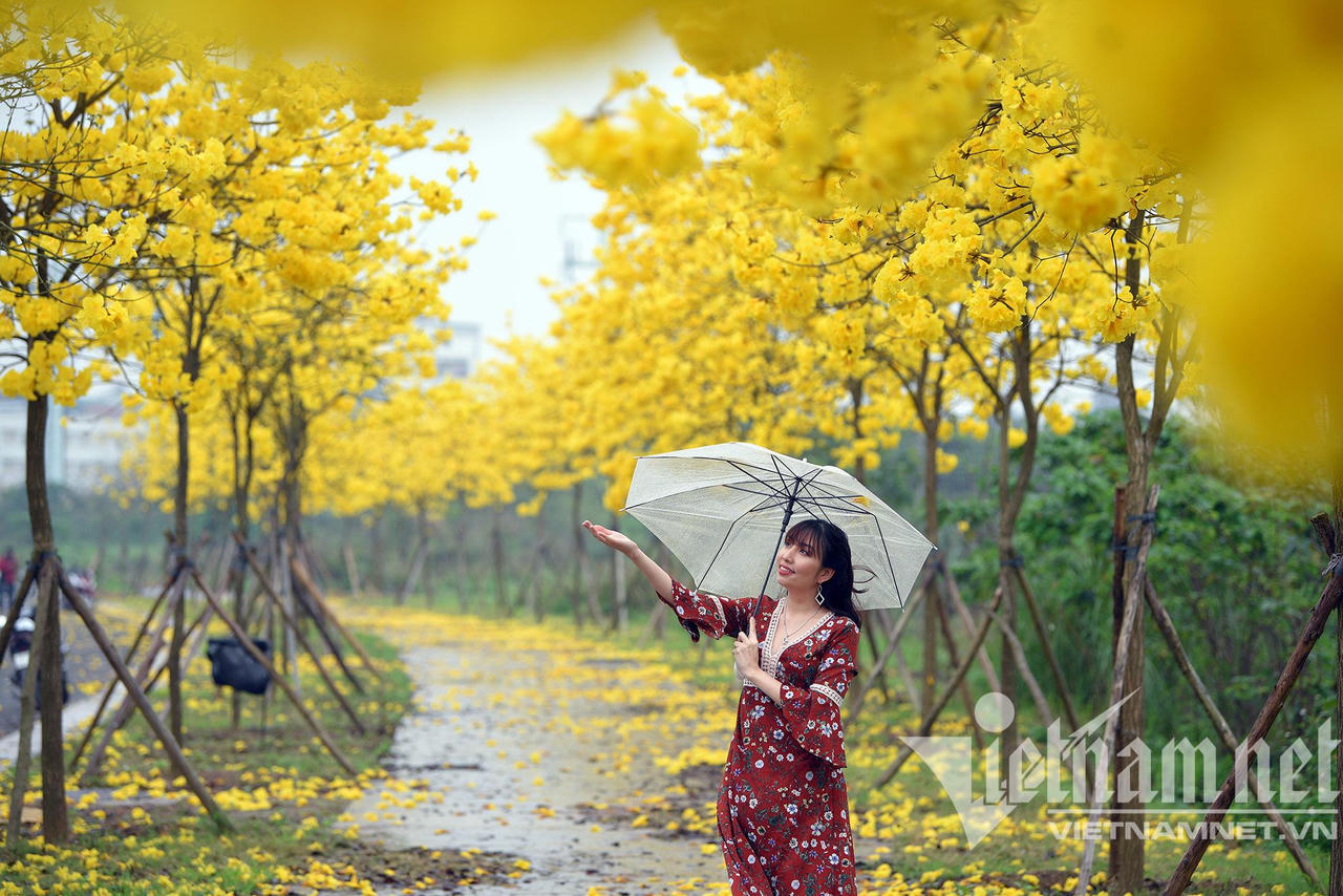 Những con đường hoa lá đẹp nhất Hà Nội tháng 3