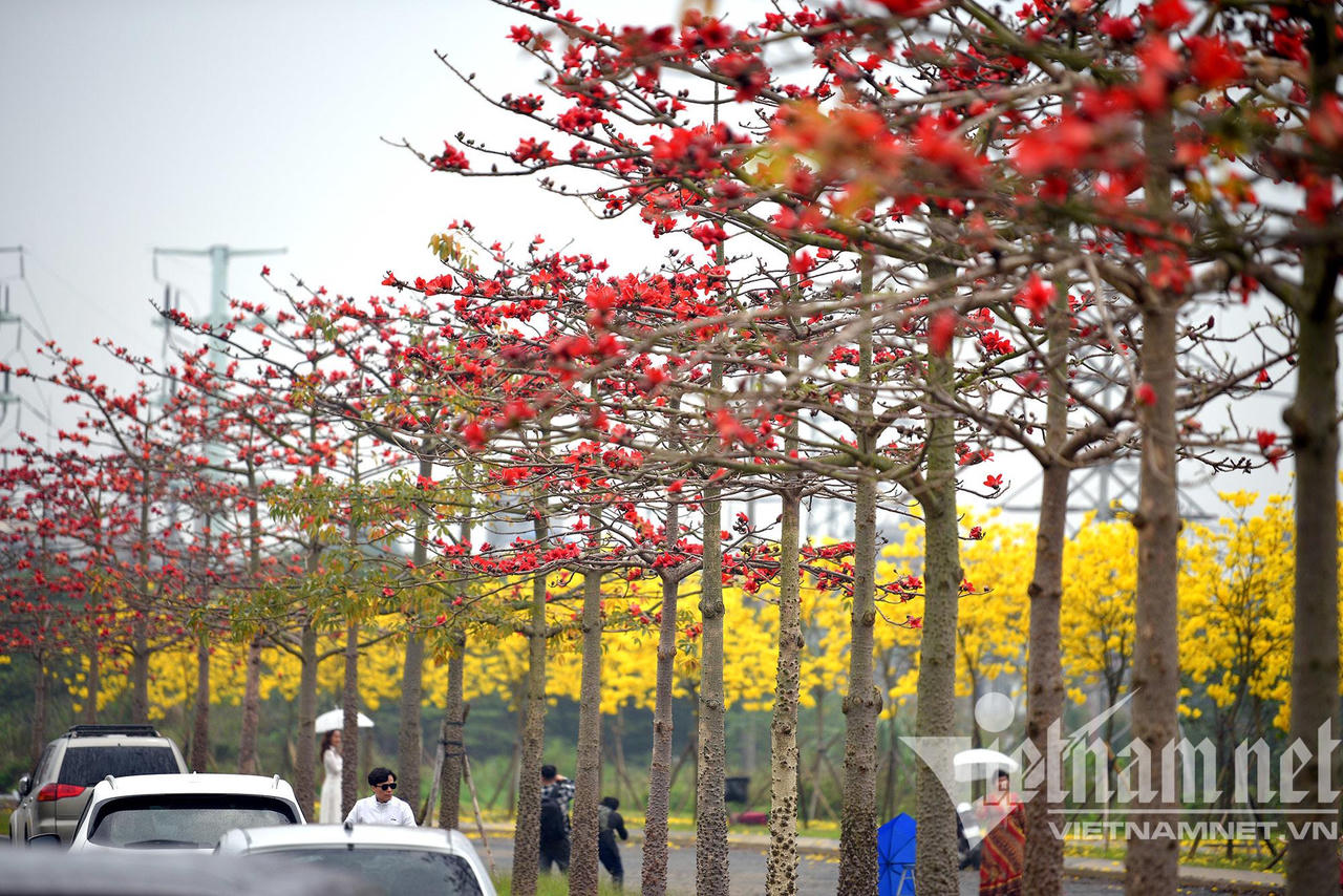 Những con đường hoa lá đẹp nhất Hà Nội tháng 3