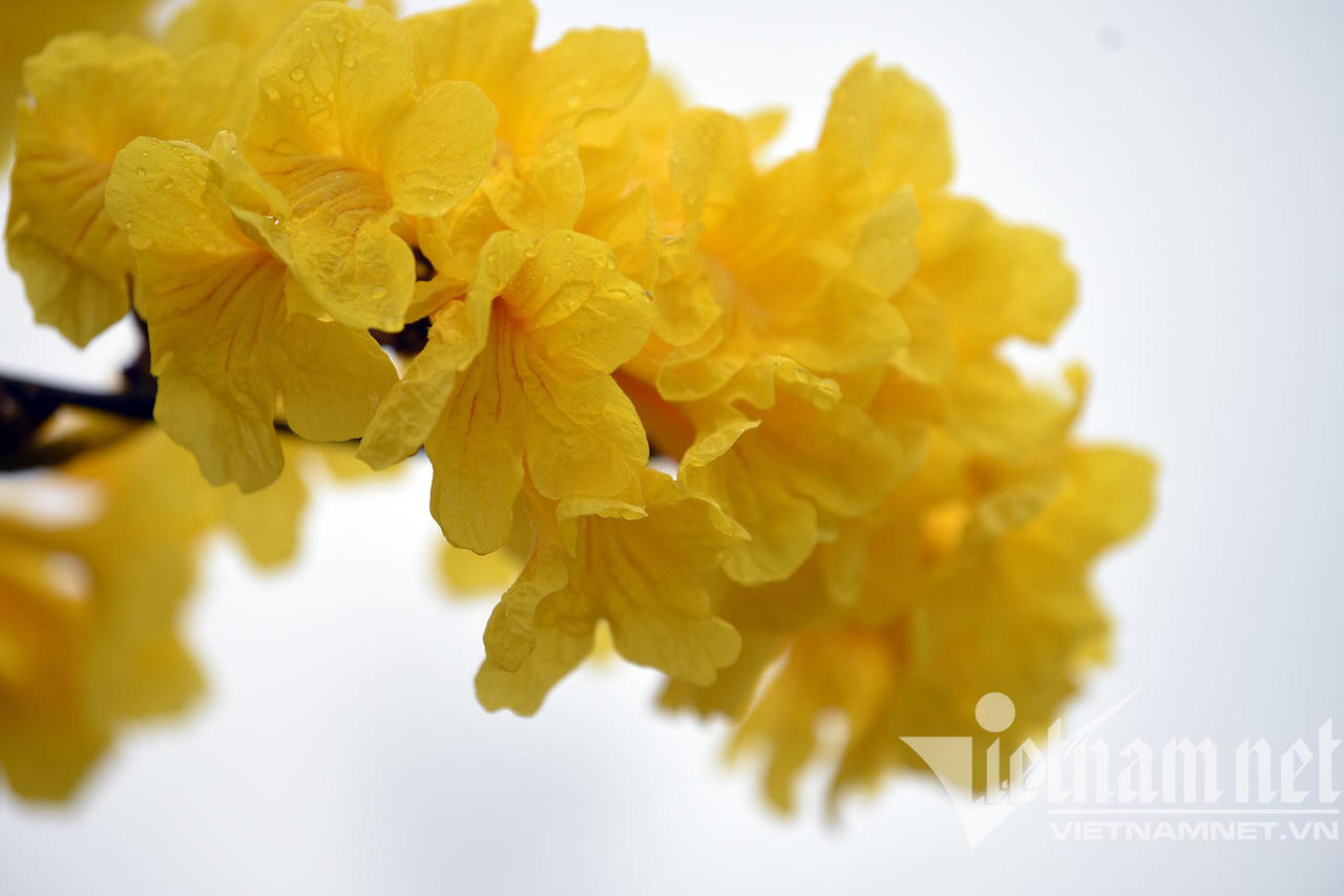 Những con đường hoa lá đẹp nhất Hà Nội tháng 3