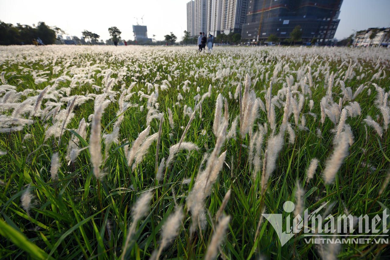 Những con đường hoa lá đẹp nhất Hà Nội tháng 3