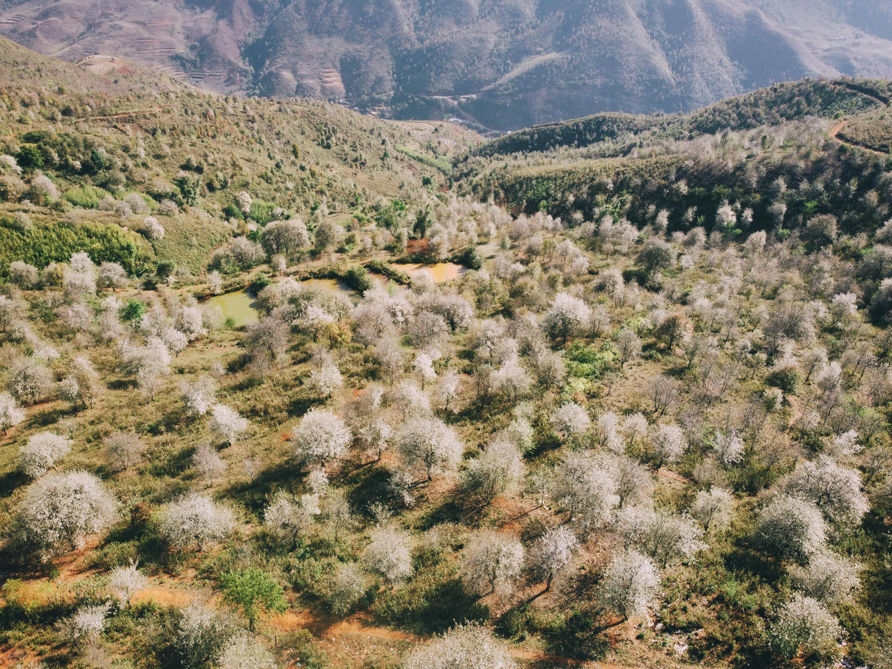 Du lịch Mộc Châu săn hoa sơn tra, uống rượu sơn tra say quên lối về