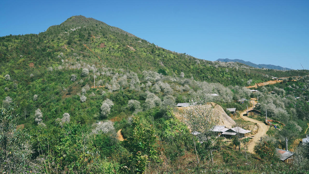 Du lịch Mộc Châu săn hoa sơn tra, uống rượu sơn tra say quên lối về