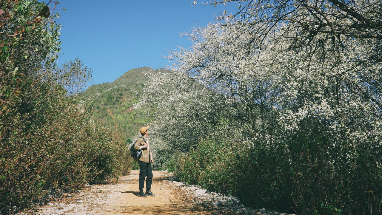 Du lịch Mộc Châu săn hoa sơn tra, uống rượu sơn tra say quên lối về
