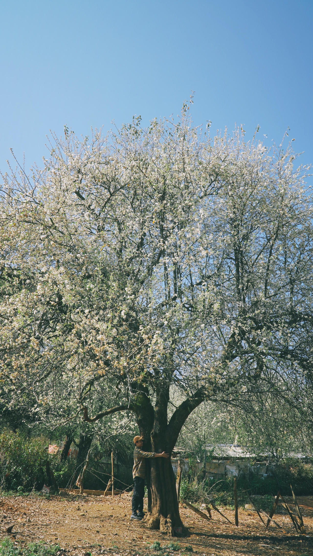 Du lịch Mộc Châu săn hoa sơn tra, uống rượu sơn tra say quên lối về