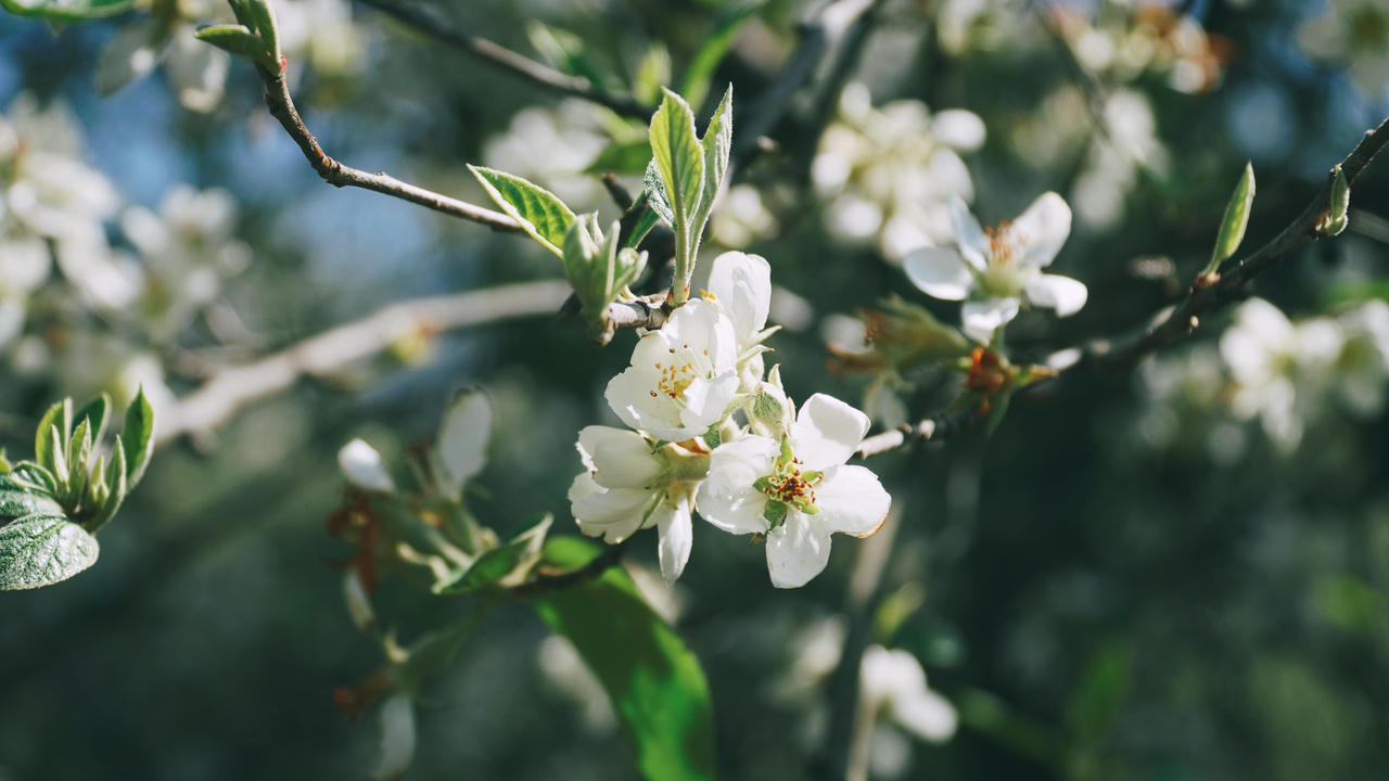 Du lịch Mộc Châu săn hoa sơn tra, uống rượu sơn tra say quên lối về