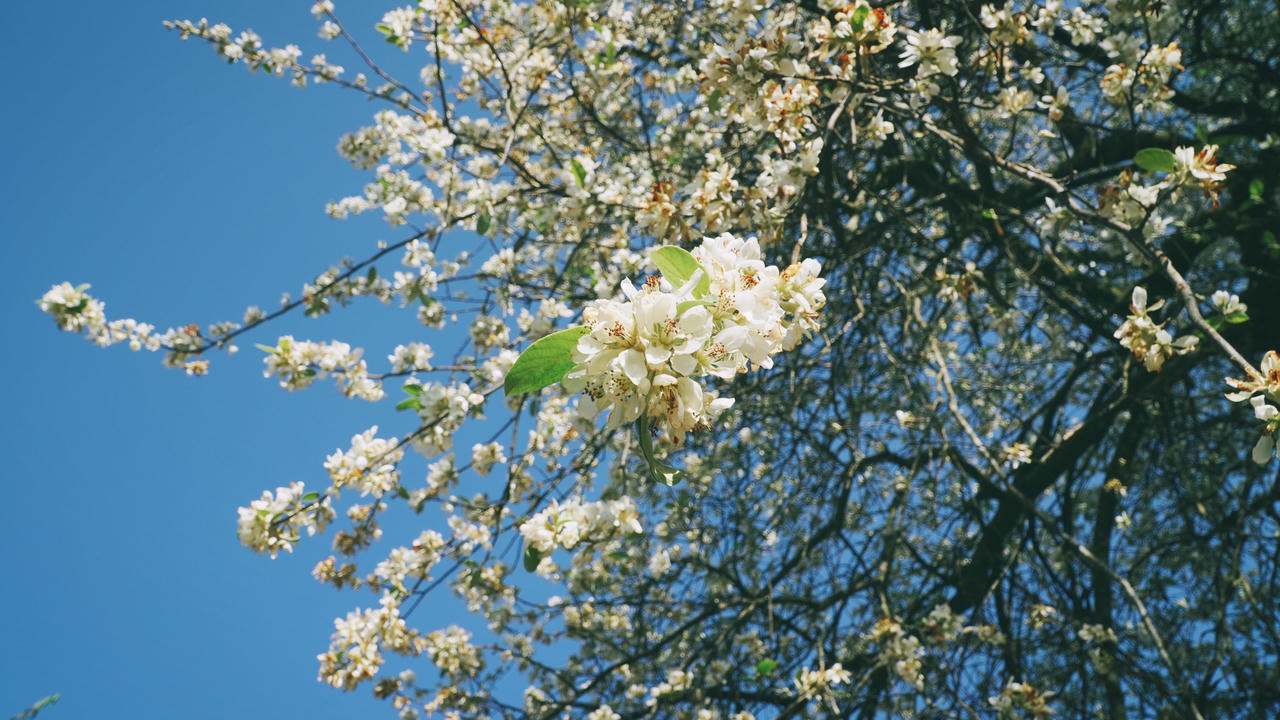 Du lịch Mộc Châu săn hoa sơn tra, uống rượu sơn tra say quên lối về