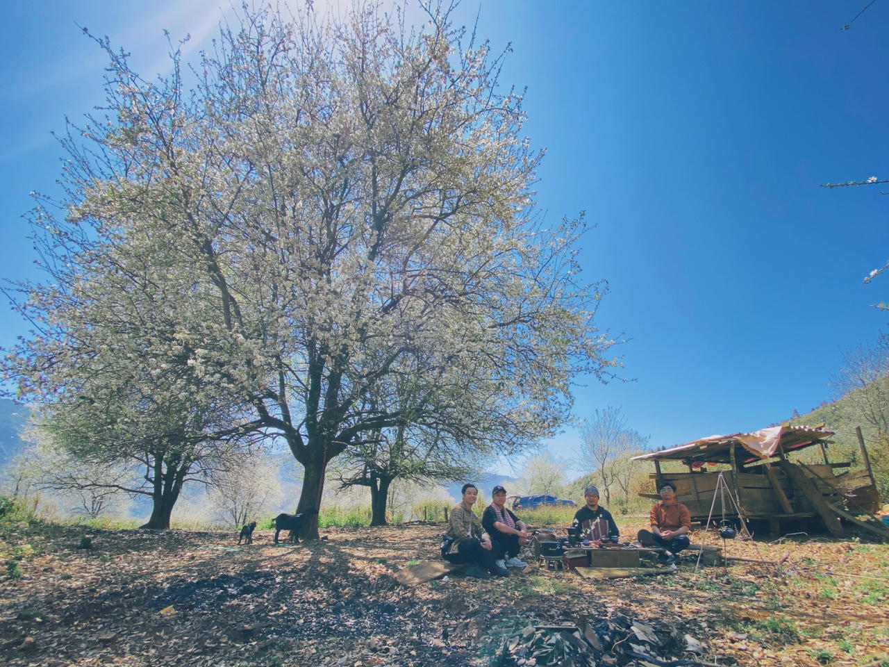 Du lịch Mộc Châu săn hoa sơn tra, uống rượu sơn tra say quên lối về