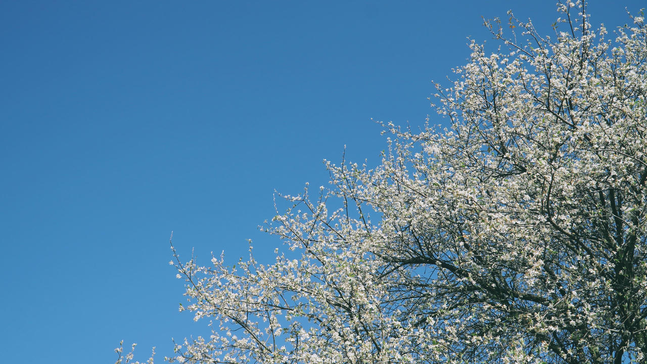 Du lịch Mộc Châu săn hoa sơn tra, uống rượu sơn tra say quên lối về