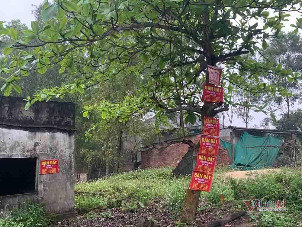 Cò vây, lùng đất xuyên ngày đêm, dân đóng cửa vì mệt mỏi