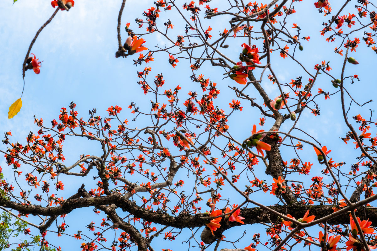 Hà Nội: Cơn sốt check-in cây gạo Bờ Hồ đẹp đến ngỡ ngàng