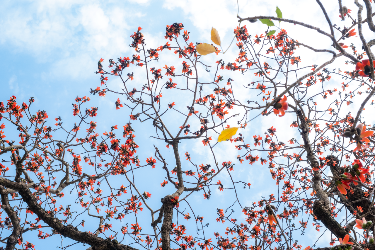 Hà Nội: Cơn sốt check-in cây gạo Bờ Hồ đẹp đến ngỡ ngàng