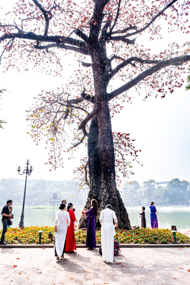 Hà Nội: Cơn sốt check-in cây gạo Bờ Hồ đẹp đến ngỡ ngàng