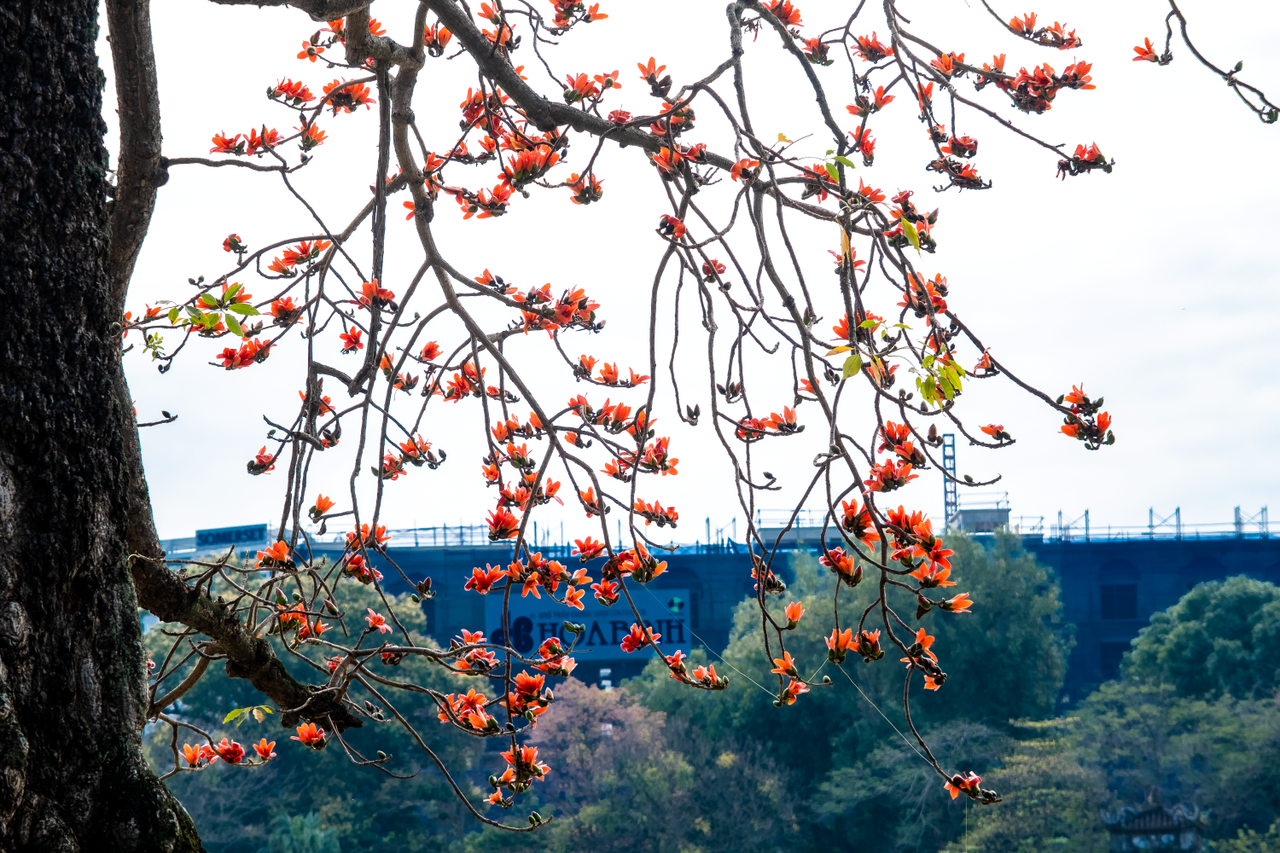 Hà Nội: Cơn sốt check-in cây gạo Bờ Hồ đẹp đến ngỡ ngàng