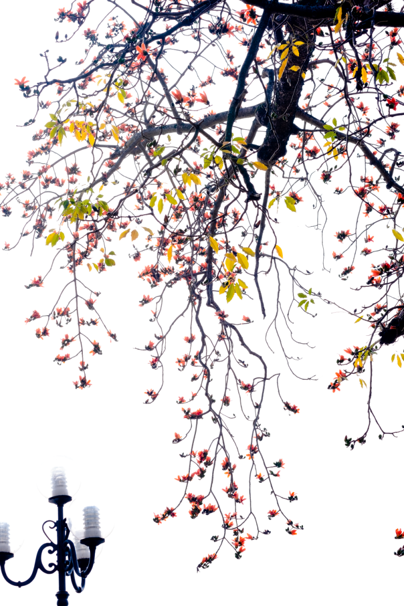 Hà Nội: Cơn sốt check-in cây gạo Bờ Hồ đẹp đến ngỡ ngàng