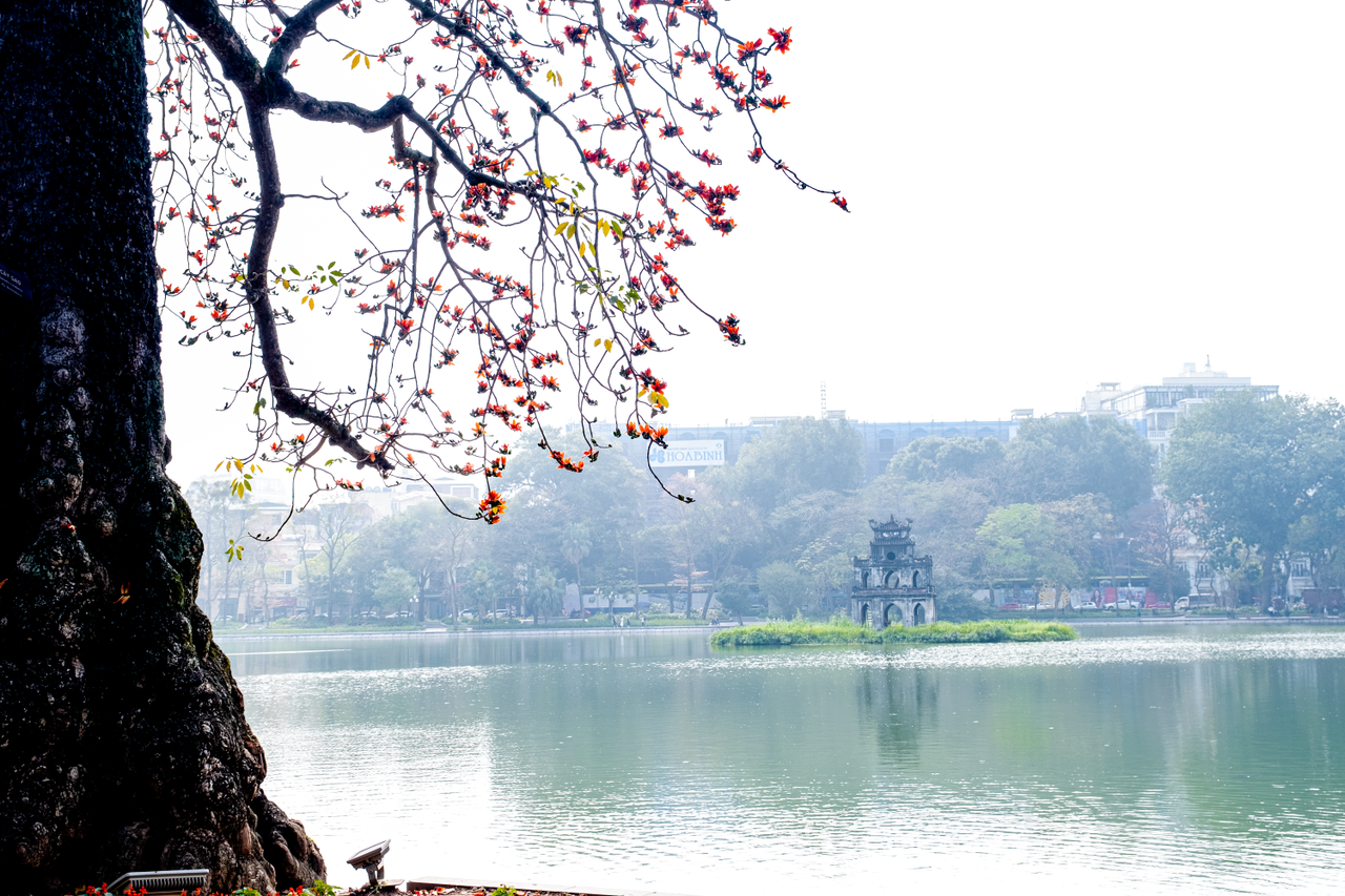 Hà Nội: Cơn sốt check-in cây gạo Bờ Hồ đẹp đến ngỡ ngàng