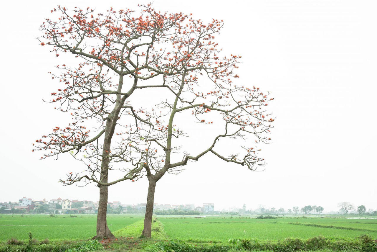 Hà Nội: Cơn sốt check-in cây gạo Bờ Hồ đẹp đến ngỡ ngàng